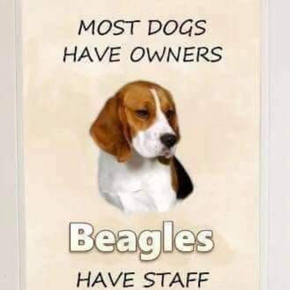 iowabeagle